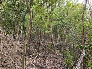 4. Land for Sale at 120 Cotton Valley EB St Croix, Virgin Islands 00820 United States Virgin Islands